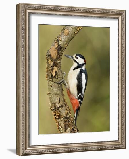 Great Spotted Woodpecker Male on Branch, Hertfordshire, UK, England, February-Andy Sands-Framed Photographic Print