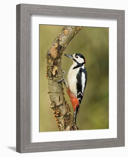 Great Spotted Woodpecker Male on Branch, Hertfordshire, UK, England, February-Andy Sands-Framed Photographic Print