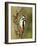 Great Spotted Woodpecker Male on Branch, Hertfordshire, UK, England, February-Andy Sands-Framed Photographic Print