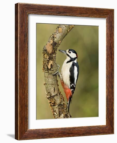 Great Spotted Woodpecker Male on Branch, Hertfordshire, UK, England, February-Andy Sands-Framed Photographic Print