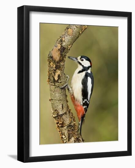 Great Spotted Woodpecker Male on Branch, Hertfordshire, UK, England, February-Andy Sands-Framed Photographic Print