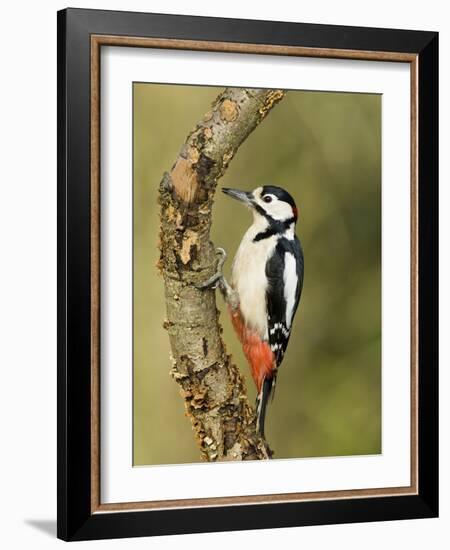 Great Spotted Woodpecker Male on Branch, Hertfordshire, UK, England, February-Andy Sands-Framed Photographic Print