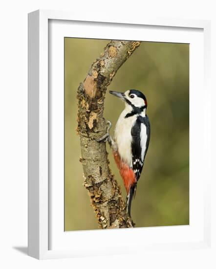 Great Spotted Woodpecker Male on Branch, Hertfordshire, UK, England, February-Andy Sands-Framed Photographic Print