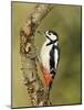 Great Spotted Woodpecker Male on Branch, Hertfordshire, UK, England, February-Andy Sands-Mounted Photographic Print