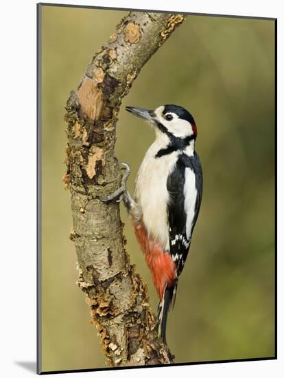 Great Spotted Woodpecker Male on Branch, Hertfordshire, UK, England, February-Andy Sands-Mounted Photographic Print