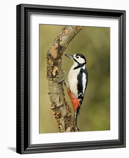 Great Spotted Woodpecker Male on Branch, Hertfordshire, UK, England, February-Andy Sands-Framed Photographic Print