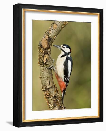 Great Spotted Woodpecker Male on Branch, Hertfordshire, UK, England, February-Andy Sands-Framed Photographic Print