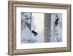 Great spotted woodpecker three flying in snowy woodland,, Kuusamo, Finland-Markus Varesvuo-Framed Photographic Print