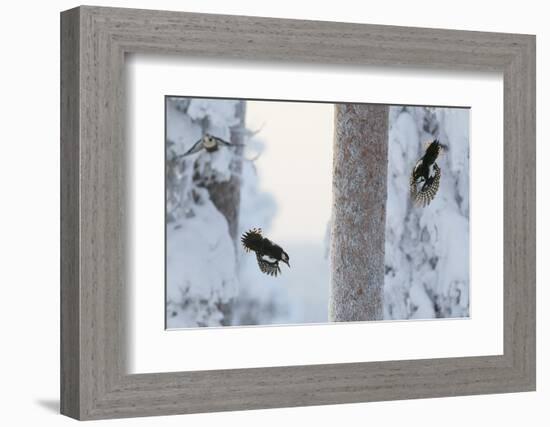 Great spotted woodpecker three flying in snowy woodland,, Kuusamo, Finland-Markus Varesvuo-Framed Photographic Print