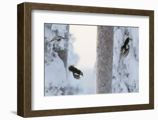 Great spotted woodpecker three flying in snowy woodland,, Kuusamo, Finland-Markus Varesvuo-Framed Photographic Print