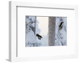 Great spotted woodpecker three flying in snowy woodland,, Kuusamo, Finland-Markus Varesvuo-Framed Photographic Print