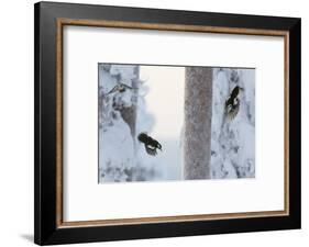 Great spotted woodpecker three flying in snowy woodland,, Kuusamo, Finland-Markus Varesvuo-Framed Photographic Print