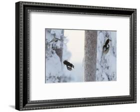 Great spotted woodpecker three flying in snowy woodland,, Kuusamo, Finland-Markus Varesvuo-Framed Photographic Print
