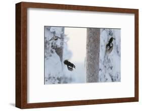 Great spotted woodpecker three flying in snowy woodland,, Kuusamo, Finland-Markus Varesvuo-Framed Photographic Print