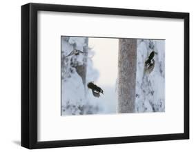 Great spotted woodpecker three flying in snowy woodland,, Kuusamo, Finland-Markus Varesvuo-Framed Photographic Print