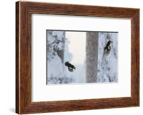 Great spotted woodpecker three flying in snowy woodland,, Kuusamo, Finland-Markus Varesvuo-Framed Photographic Print