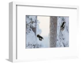 Great spotted woodpecker three flying in snowy woodland,, Kuusamo, Finland-Markus Varesvuo-Framed Photographic Print