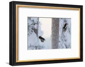 Great spotted woodpecker three flying in snowy woodland,, Kuusamo, Finland-Markus Varesvuo-Framed Photographic Print