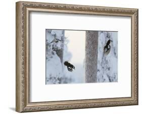 Great spotted woodpecker three flying in snowy woodland,, Kuusamo, Finland-Markus Varesvuo-Framed Photographic Print
