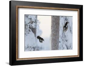Great spotted woodpecker three flying in snowy woodland,, Kuusamo, Finland-Markus Varesvuo-Framed Photographic Print