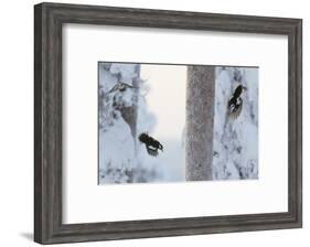 Great spotted woodpecker three flying in snowy woodland,, Kuusamo, Finland-Markus Varesvuo-Framed Photographic Print