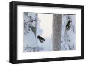 Great spotted woodpecker three flying in snowy woodland,, Kuusamo, Finland-Markus Varesvuo-Framed Photographic Print