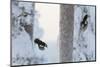 Great spotted woodpecker three flying in snowy woodland,, Kuusamo, Finland-Markus Varesvuo-Mounted Photographic Print