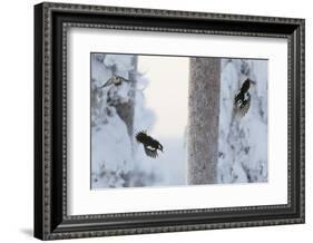 Great spotted woodpecker three flying in snowy woodland,, Kuusamo, Finland-Markus Varesvuo-Framed Photographic Print