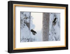 Great spotted woodpecker three flying in snowy woodland,, Kuusamo, Finland-Markus Varesvuo-Framed Photographic Print
