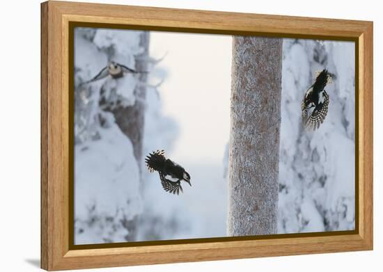 Great spotted woodpecker three flying in snowy woodland,, Kuusamo, Finland-Markus Varesvuo-Framed Premier Image Canvas