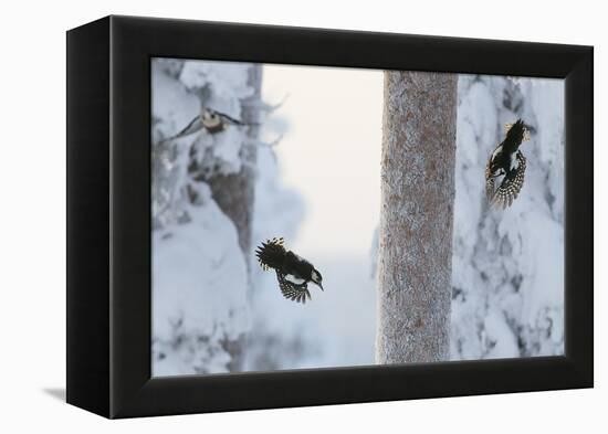 Great spotted woodpecker three flying in snowy woodland,, Kuusamo, Finland-Markus Varesvuo-Framed Premier Image Canvas