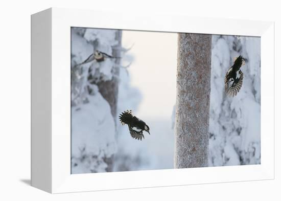 Great spotted woodpecker three flying in snowy woodland,, Kuusamo, Finland-Markus Varesvuo-Framed Premier Image Canvas