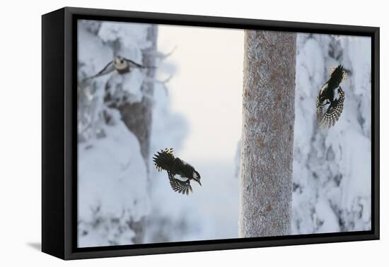 Great spotted woodpecker three flying in snowy woodland,, Kuusamo, Finland-Markus Varesvuo-Framed Premier Image Canvas