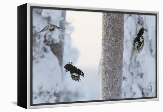 Great spotted woodpecker three flying in snowy woodland,, Kuusamo, Finland-Markus Varesvuo-Framed Premier Image Canvas