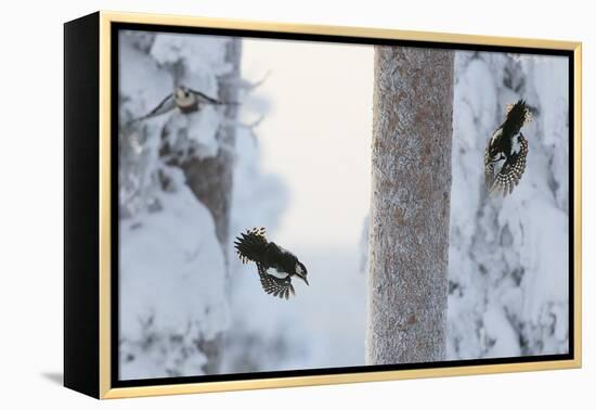 Great spotted woodpecker three flying in snowy woodland,, Kuusamo, Finland-Markus Varesvuo-Framed Premier Image Canvas