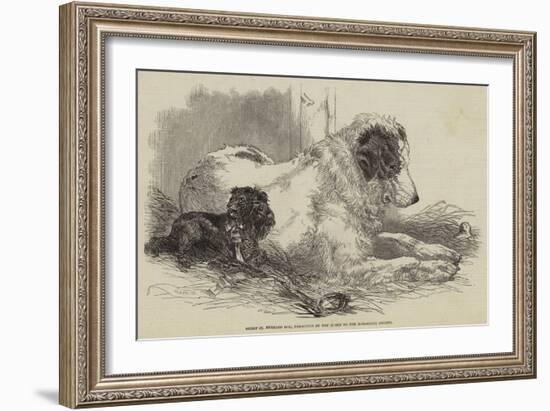 Great St Bernard Dog, Presented by the Queen to the Zoological Society-Harrison William Weir-Framed Giclee Print