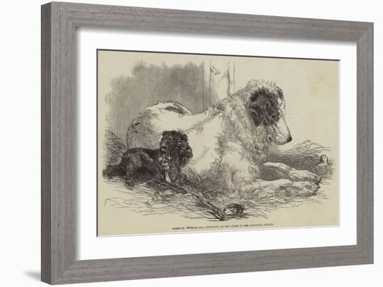 Great St Bernard Dog, Presented by the Queen to the Zoological Society-Harrison William Weir-Framed Giclee Print