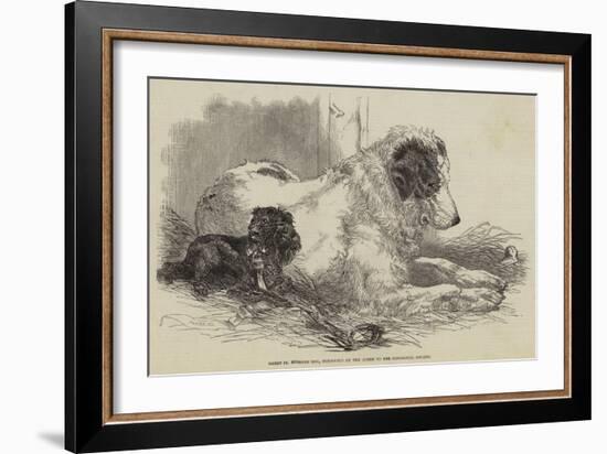 Great St Bernard Dog, Presented by the Queen to the Zoological Society-Harrison William Weir-Framed Giclee Print