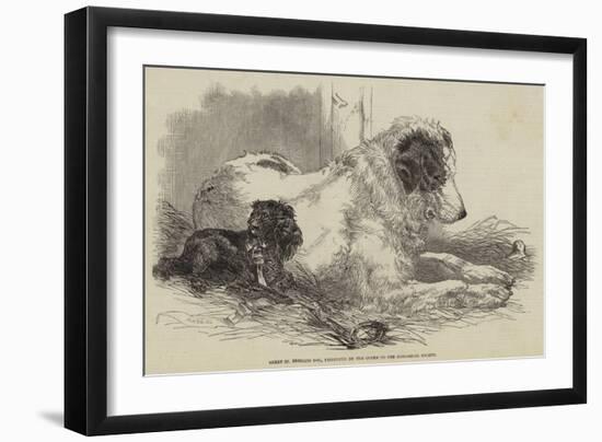 Great St Bernard Dog, Presented by the Queen to the Zoological Society-Harrison William Weir-Framed Giclee Print