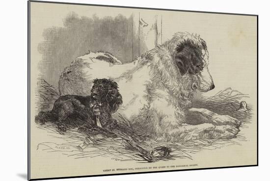 Great St Bernard Dog, Presented by the Queen to the Zoological Society-Harrison William Weir-Mounted Giclee Print