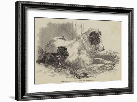 Great St Bernard Dog, Presented by the Queen to the Zoological Society-Harrison William Weir-Framed Giclee Print