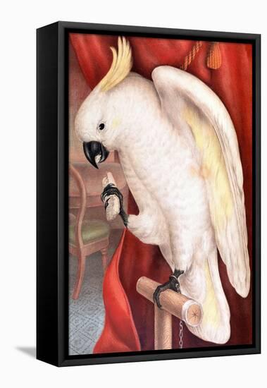 Great Sulphur-Crested Cockatoo by James Whitley Sayer-Fine Art-Framed Premier Image Canvas