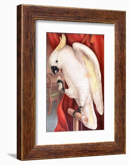 Great Sulphur-Crested Cockatoo by James Whitley Sayer-Fine Art-Framed Photographic Print