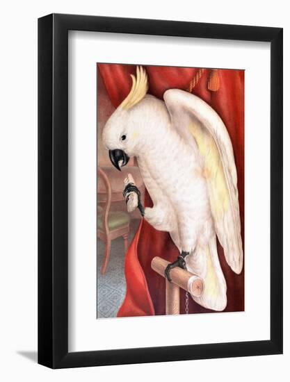 Great Sulphur-Crested Cockatoo by James Whitley Sayer-Fine Art-Framed Photographic Print