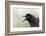 Great-tailed Grackle close-up, South Padre Island, Texas-Adam Jones-Framed Photographic Print