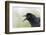 Great-tailed Grackle close-up, South Padre Island, Texas-Adam Jones-Framed Photographic Print