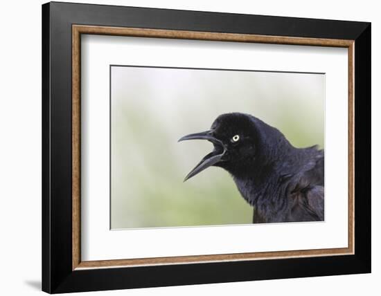 Great-tailed Grackle close-up, South Padre Island, Texas-Adam Jones-Framed Photographic Print