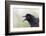 Great-tailed Grackle close-up, South Padre Island, Texas-Adam Jones-Framed Photographic Print