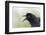 Great-tailed Grackle close-up, South Padre Island, Texas-Adam Jones-Framed Photographic Print