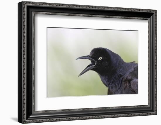 Great-tailed Grackle close-up, South Padre Island, Texas-Adam Jones-Framed Photographic Print